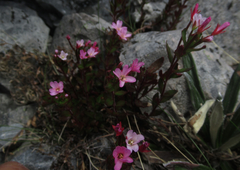 Epilobium glabellum