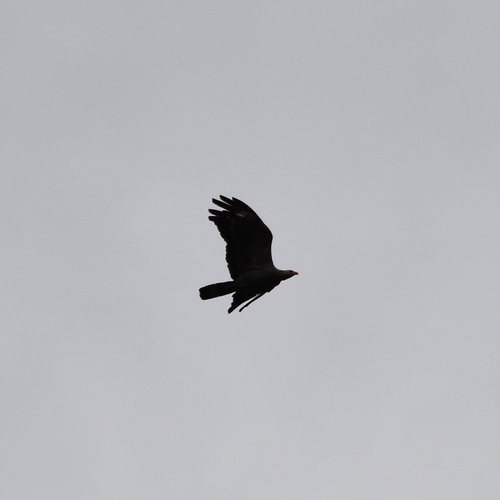 African Harrier-Hawk