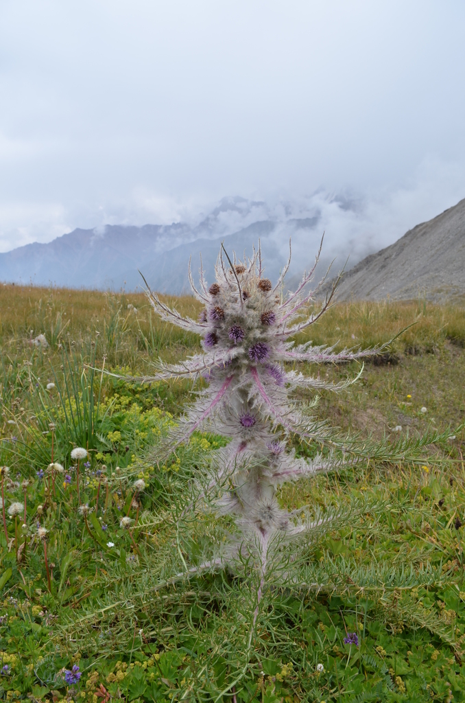 Arctium nidulans