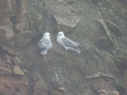 Northern Fulmar (Fulmarus glacialis)