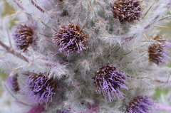 Arctium nidulans
