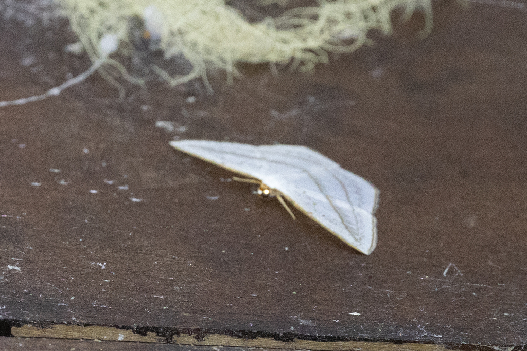 Orthocabera sublavata (Orthocabera sublavata)