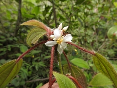 Miconia vallartensis