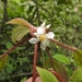 Miconia vallartensis - Photo (c) Dante S. Figueroa, some rights reserved (CC BY-SA), uploaded by Dante S. Figueroa