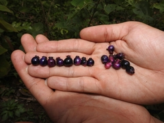 Miconia vallartensis