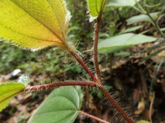 Miconia vallartensis