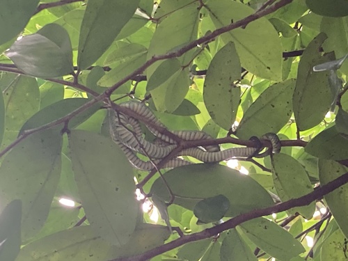 Sri Lankan Green Pit Viper