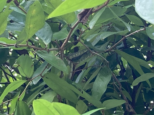 Sri Lankan Green Pit Viper