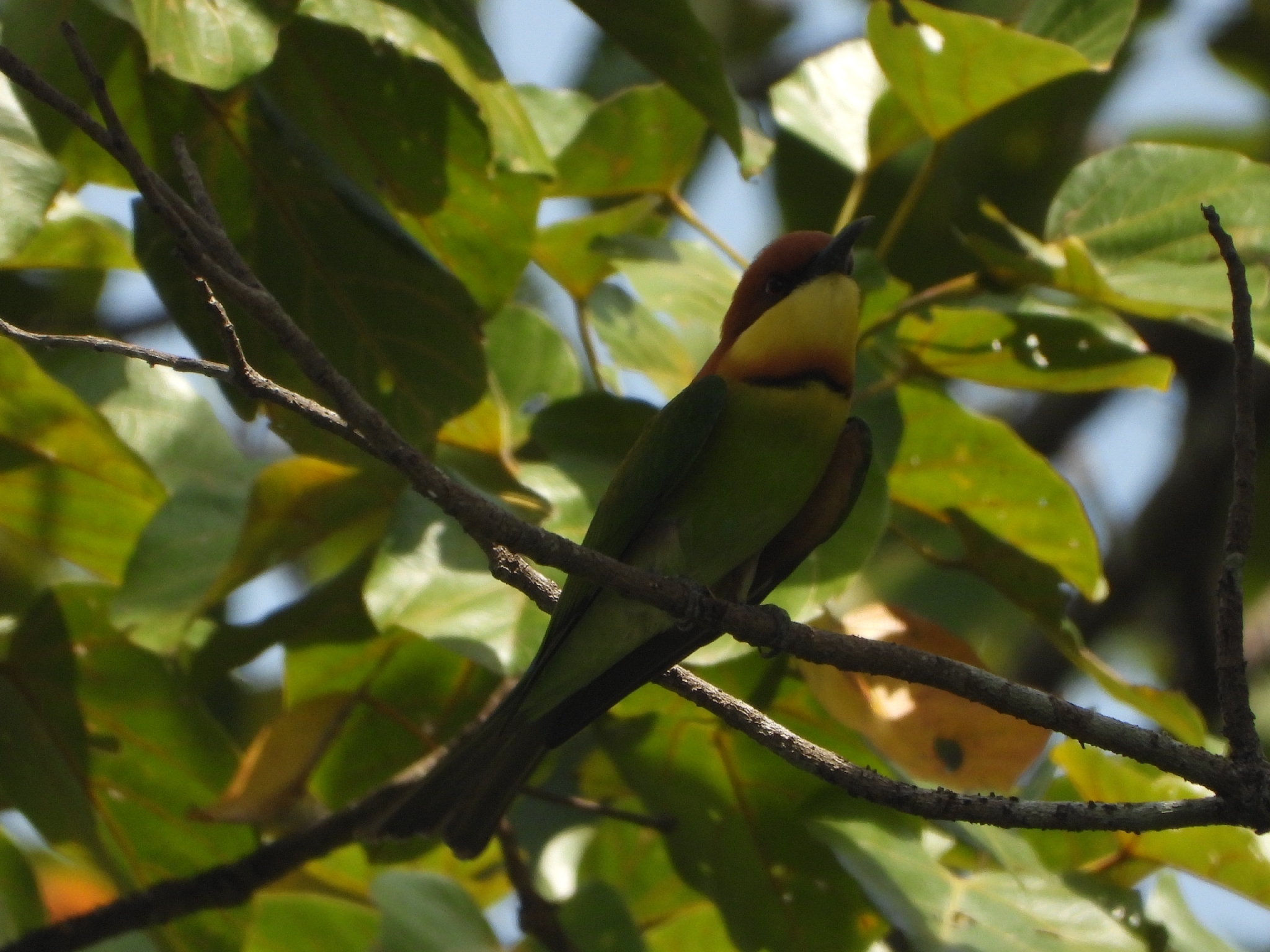 Chestnut-headed Bee-eater (Merops leschenaulti), photo 6