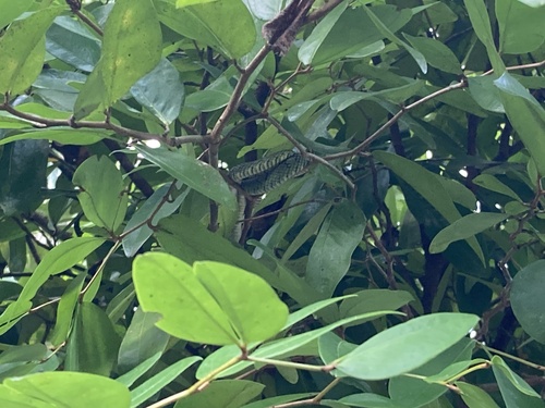 Sri Lankan Green Pit Viper