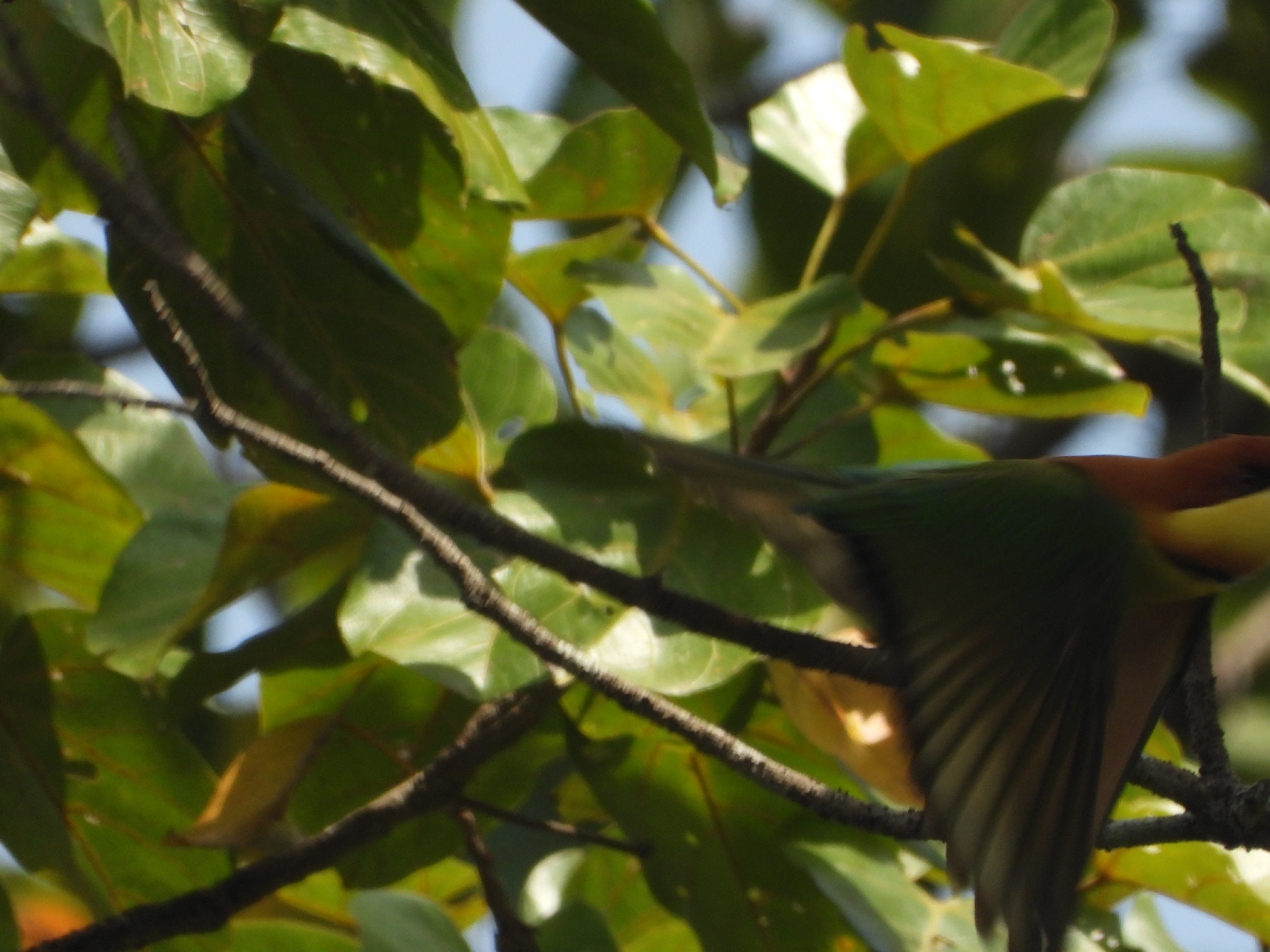 Chestnut-headed Bee-eater (Merops leschenaulti), photo 7