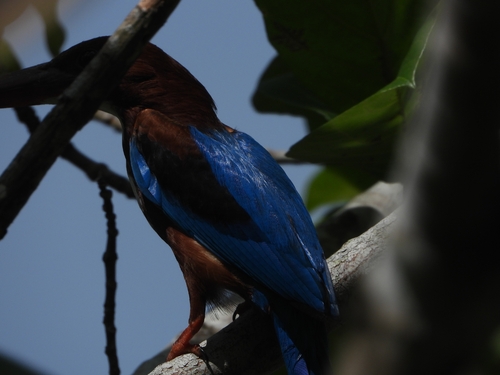 White-throated Kingfisher (Halcyon smyrnensis), photo 2