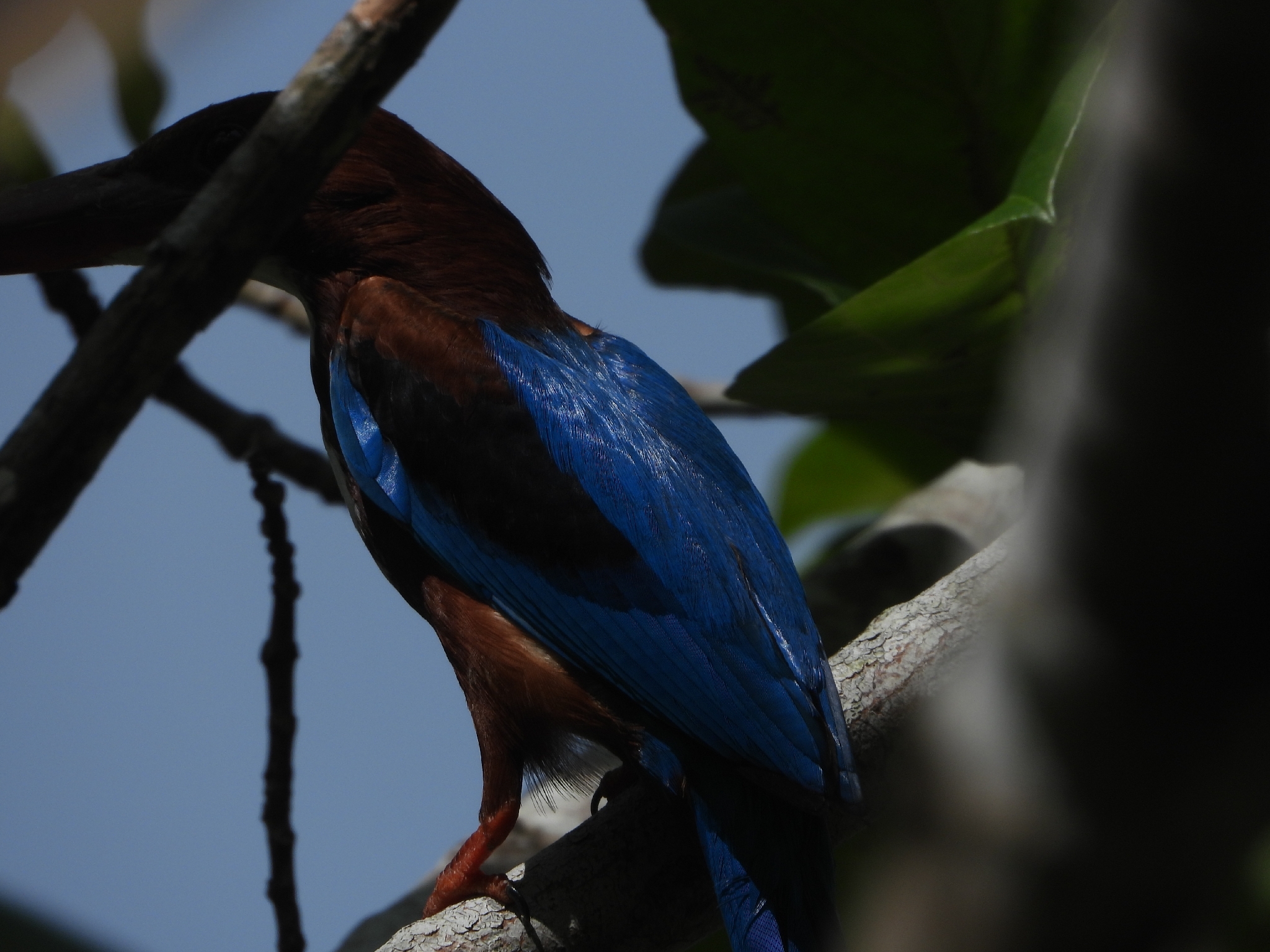 White-throated Kingfisher (Halcyon smyrnensis), photo 2