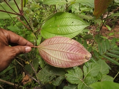 Miconia vallartensis