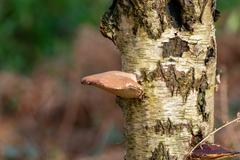 Fomitopsis betulina
