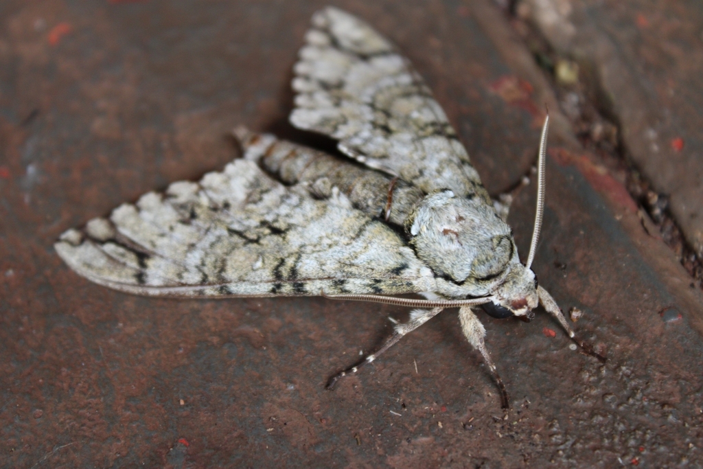 Manduca fosteri