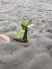 Laguncularia racemosa