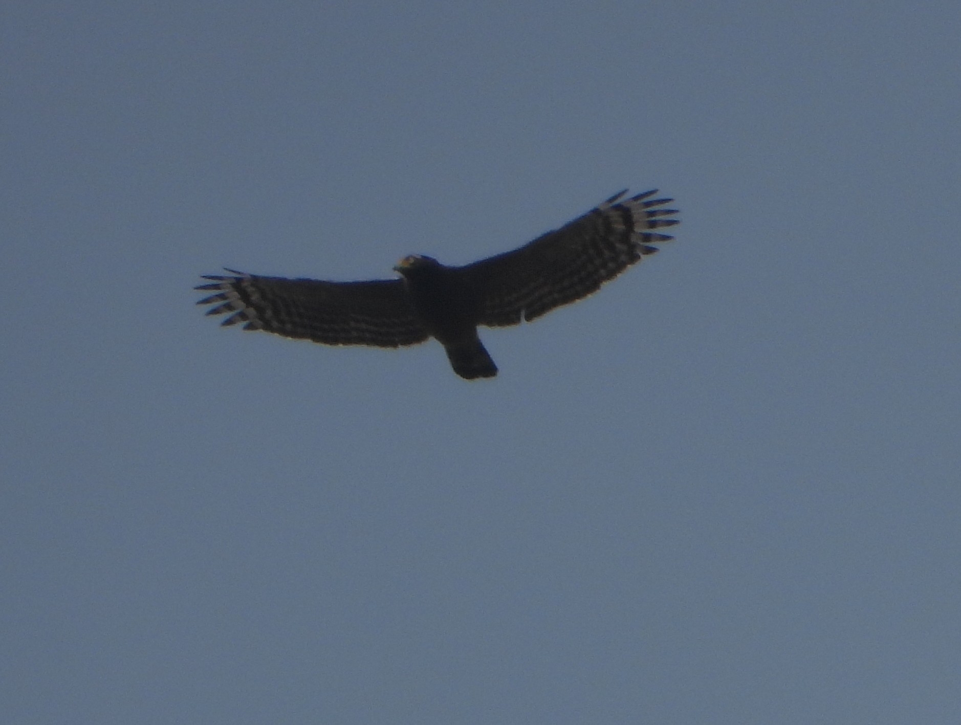 Crested Serpent Eagle (Spilornis cheela), photo 6