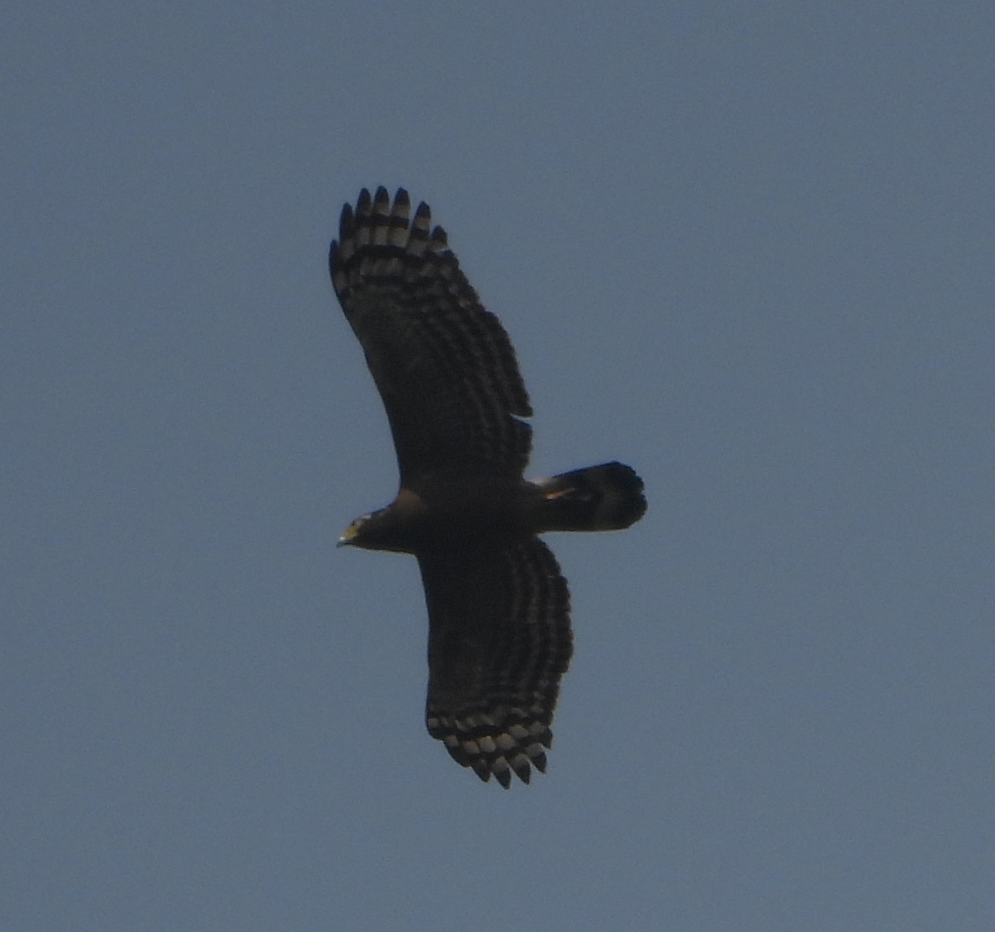 Crested Serpent Eagle (Spilornis cheela), photo 7