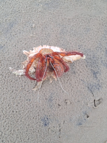 White-spotted Hermit Crab