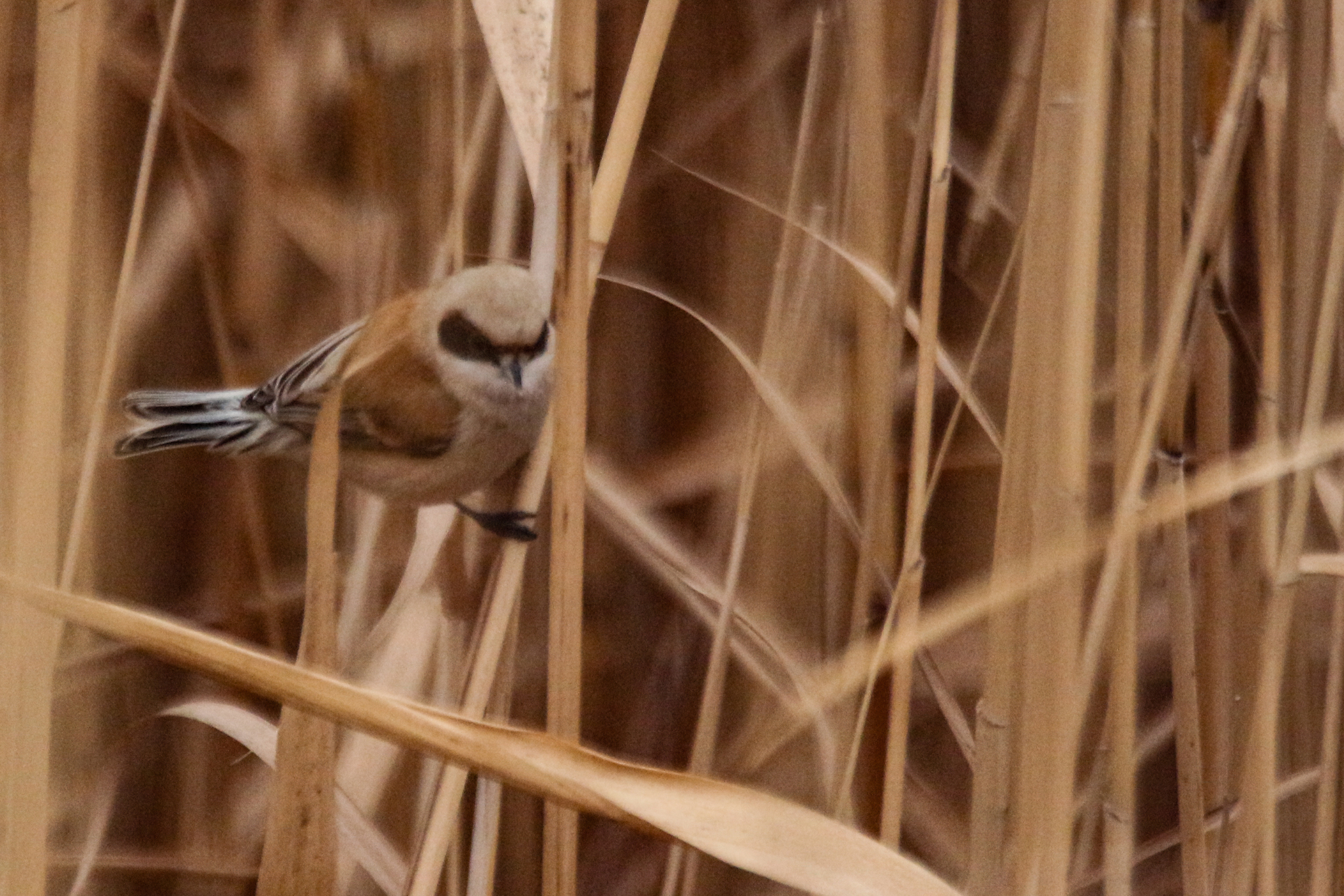 Eurasian Penduline Tit (Remiz pendulinus), photo 6