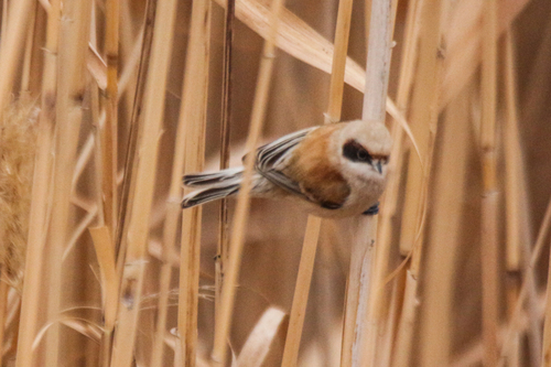 Eurasian Penduline Tit (Remiz pendulinus), photo 5