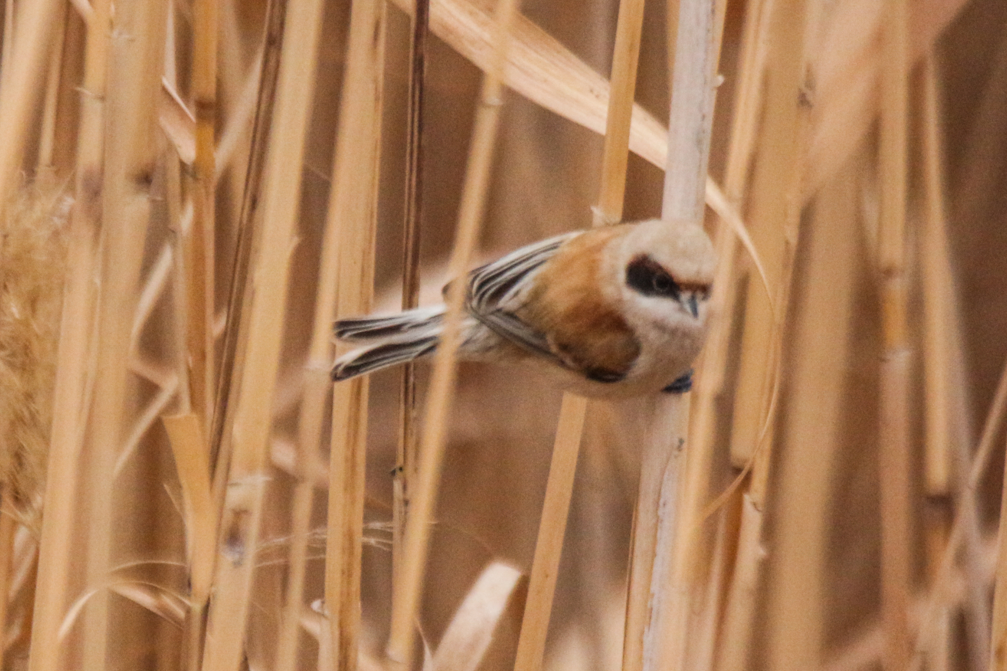Eurasian Penduline Tit (Remiz pendulinus), photo 5