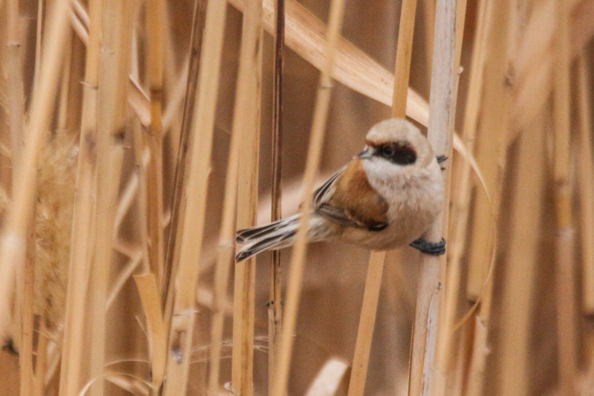 Eurasian Penduline Tit (Remiz pendulinus), photo 4