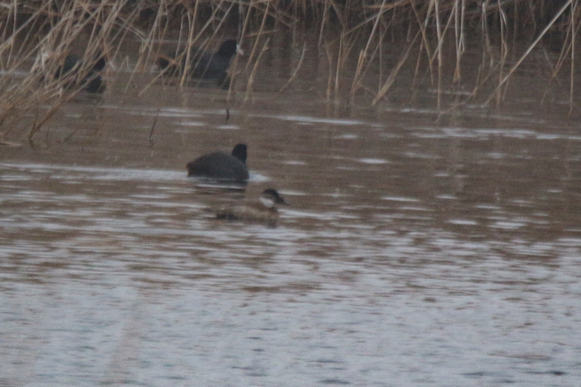 White-headed Duck (Oxyura leucocephala), photo 3