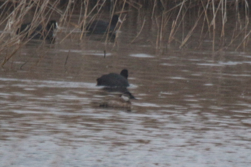 White-headed Duck (Oxyura leucocephala), photo 4