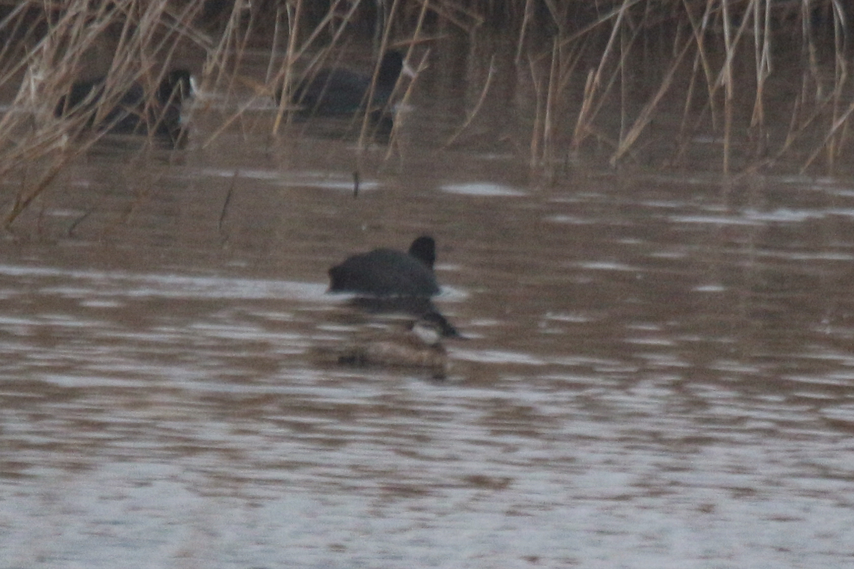 White-headed Duck (Oxyura leucocephala), photo 4
