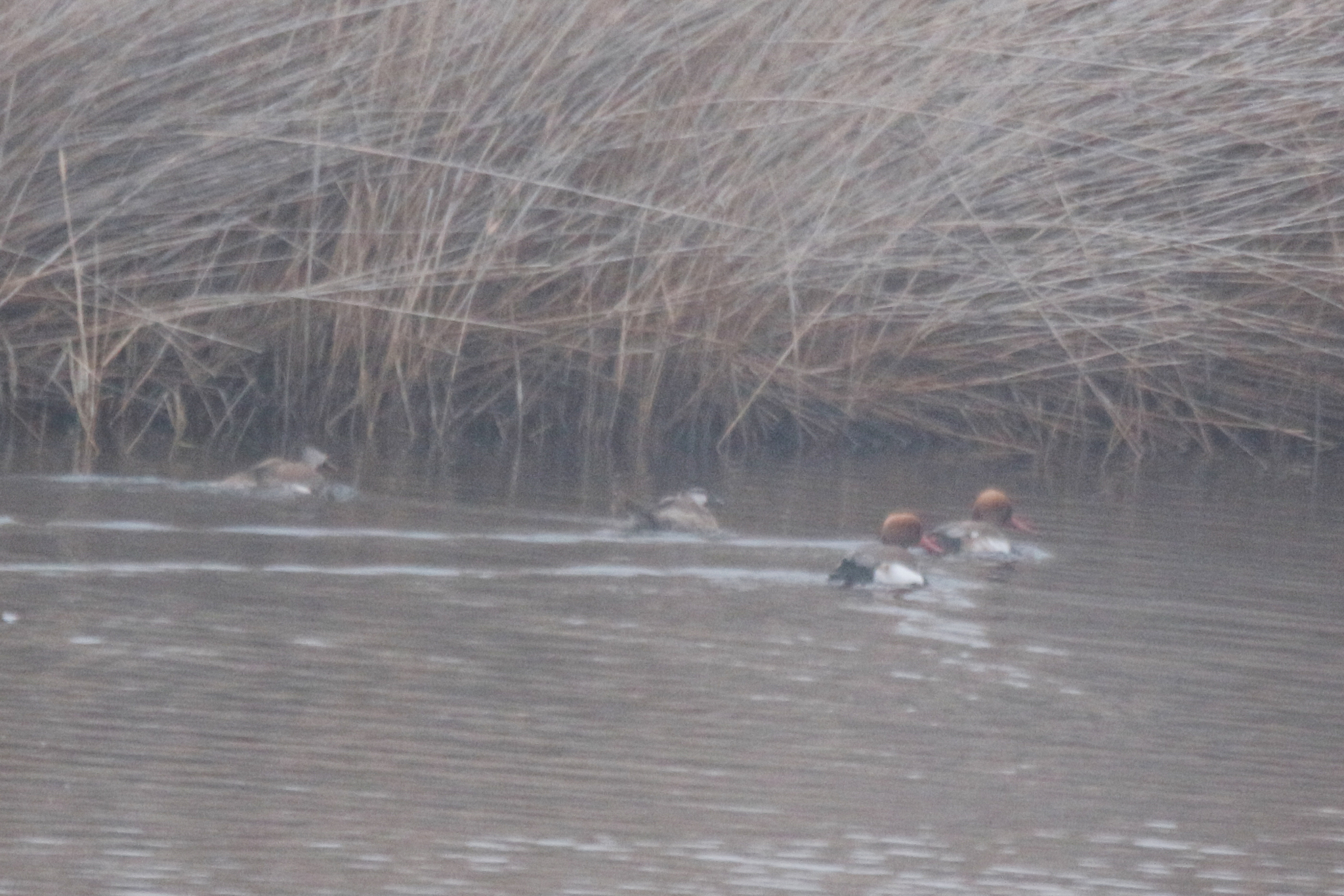 Red-crested Pochard (Netta rufina), photo 4