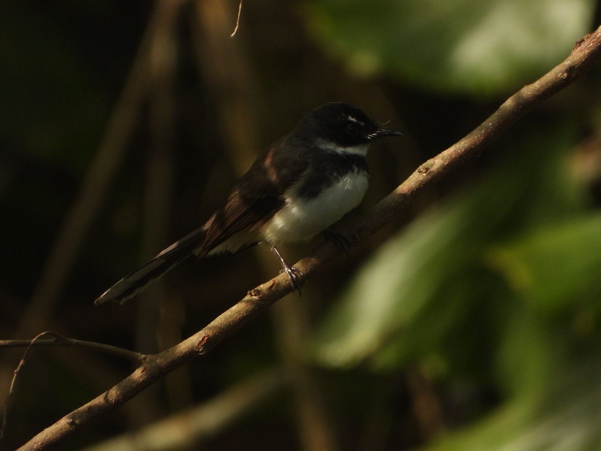Sunda Pied Fantail (Rhipidura javanica), photo 2