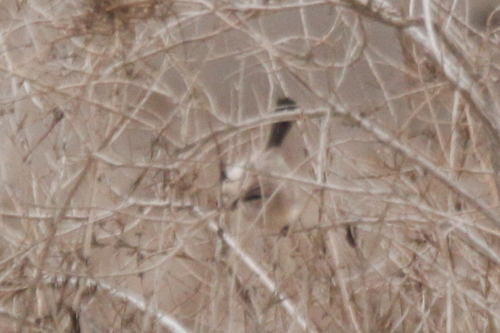 Streaked Scrub Warbler (Scotocerca inquieta), photo 1