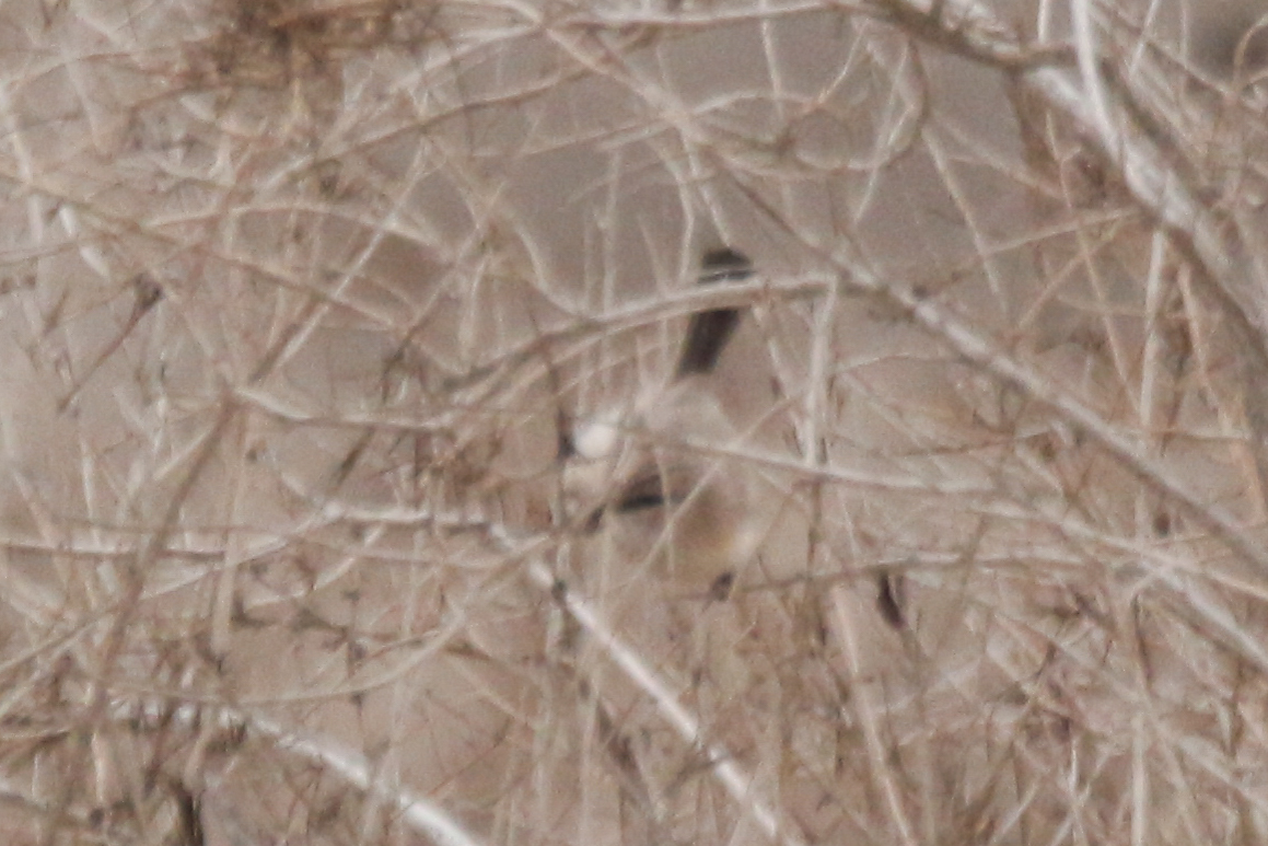 Streaked Scrub Warbler (Scotocerca inquieta), photo 1