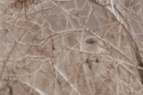 Streaked Scrub Warbler (Scotocerca inquieta), photo 2