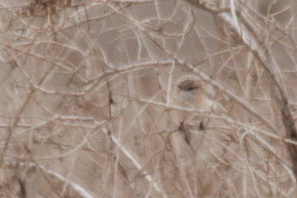 Streaked Scrub Warbler (Scotocerca inquieta), photo 2