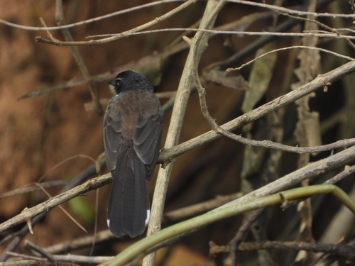 Sunda Pied Fantail (Rhipidura javanica), photo 8