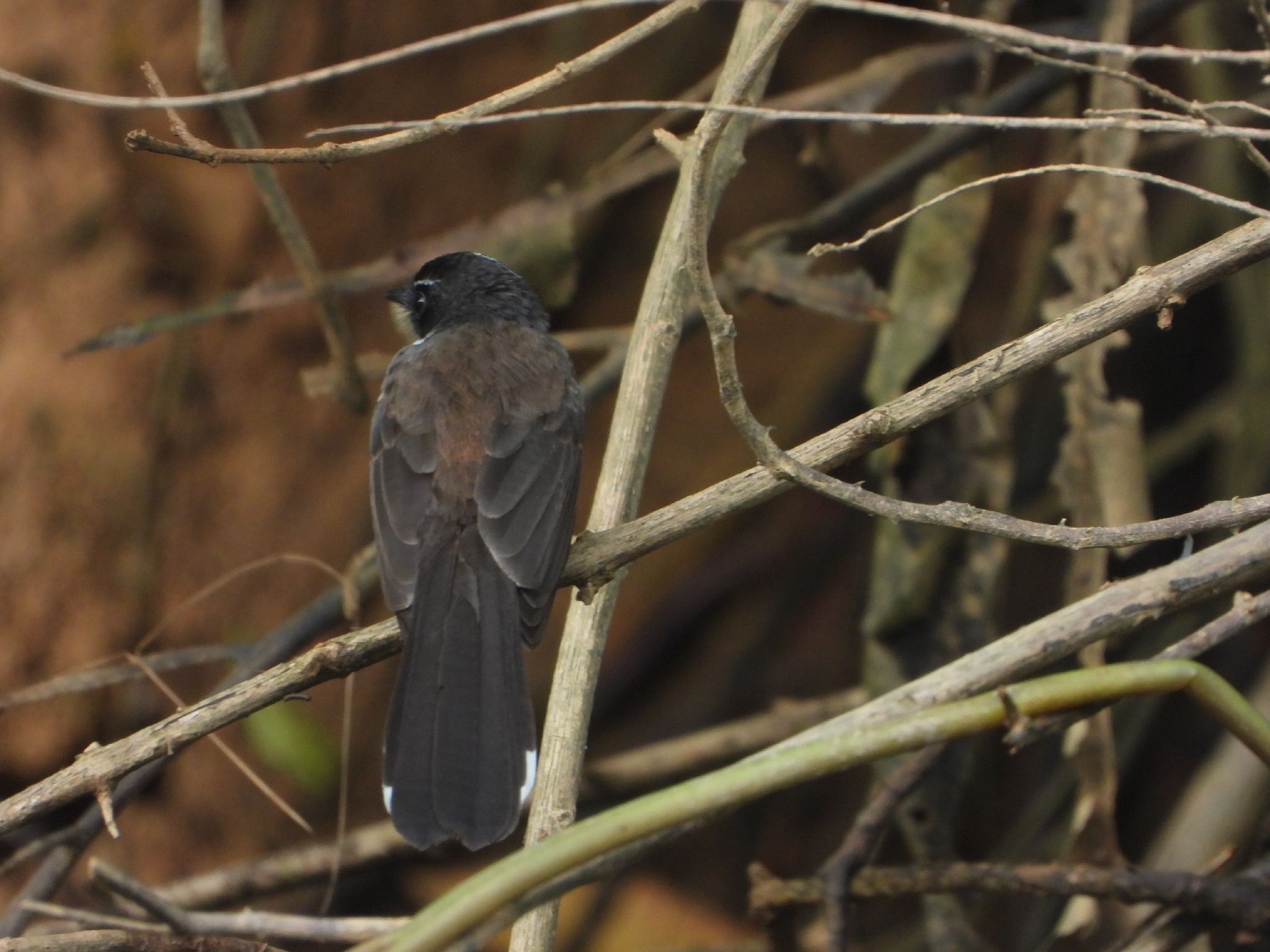 Sunda Pied Fantail (Rhipidura javanica), photo 3