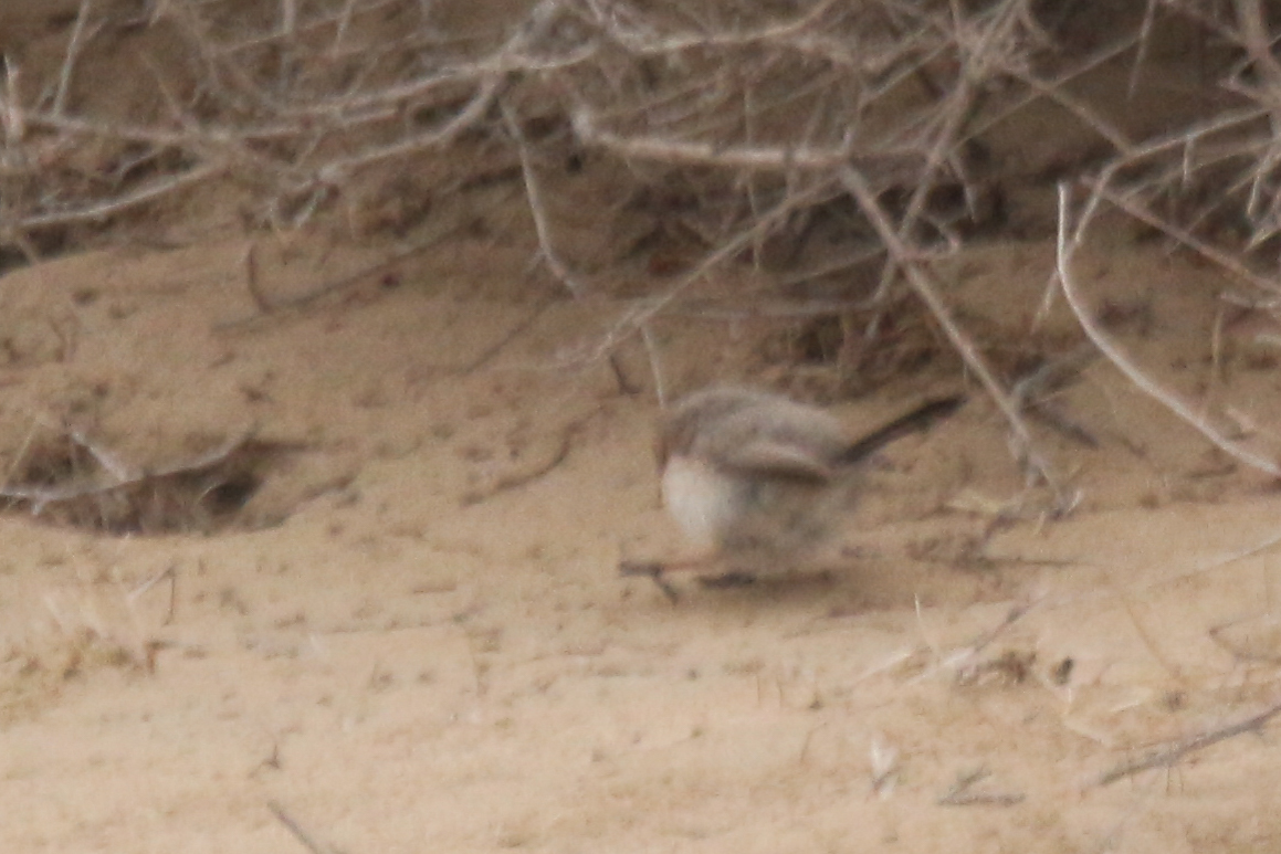 Streaked Scrub Warbler (Scotocerca inquieta), photo 3