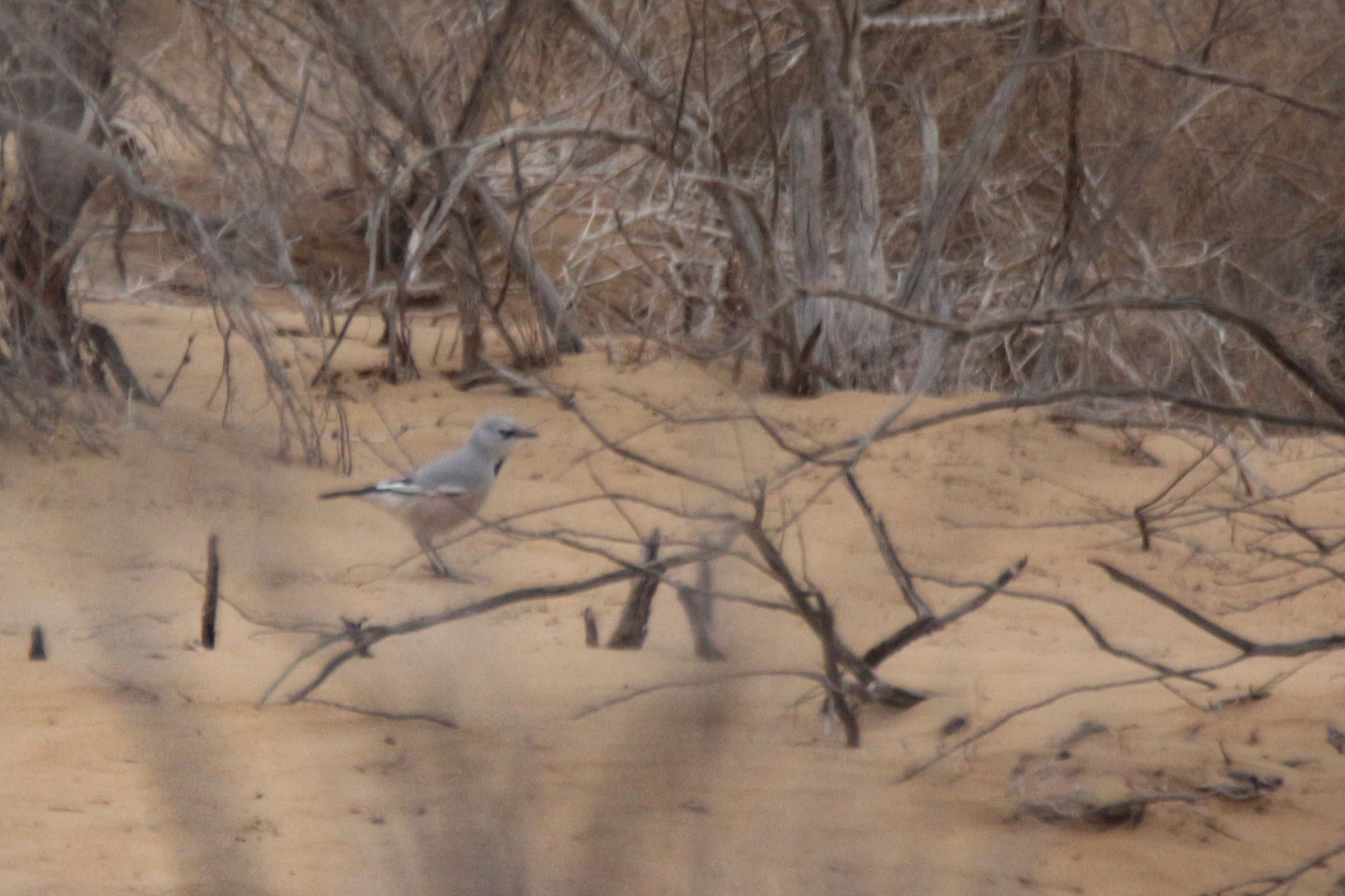 Turkestan Ground Jay (Podoces panderi), photo 8
