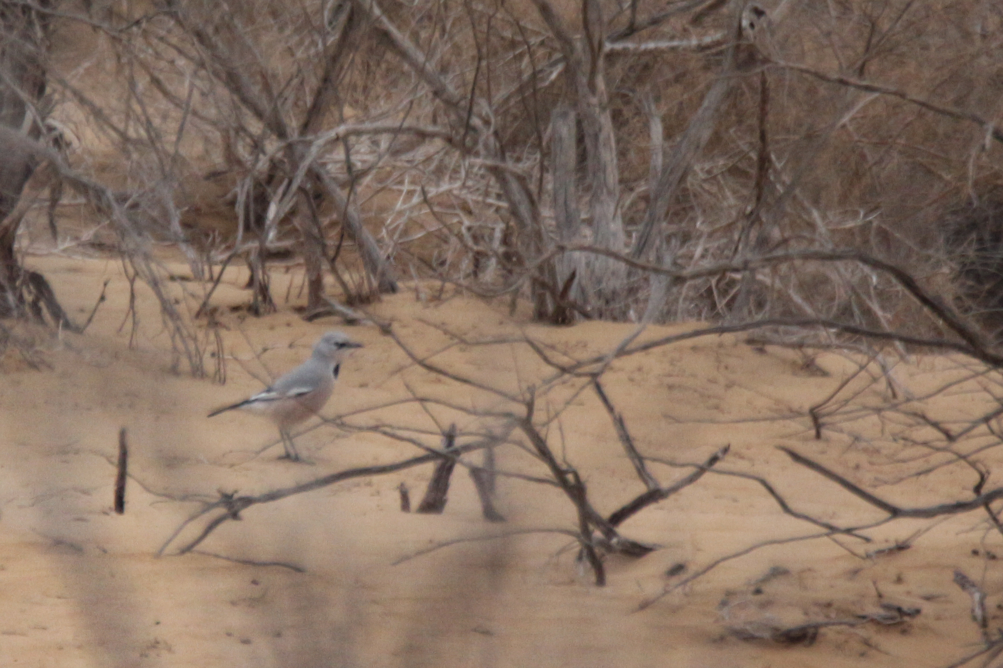 Turkestan Ground Jay (Podoces panderi), photo 7
