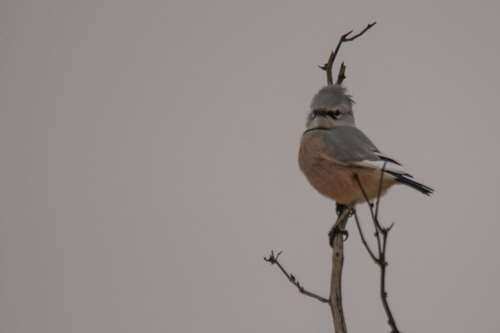 Turkestan Ground Jay (Podoces panderi), photo 10