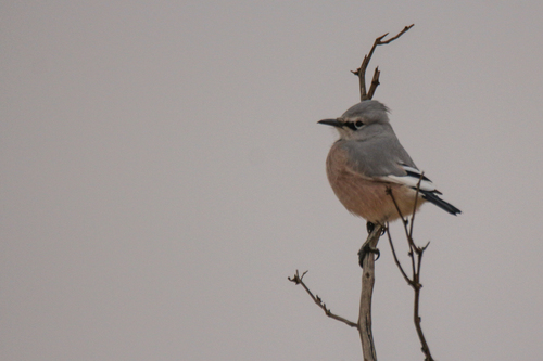 Turkestan Ground Jay (Podoces panderi), photo 8