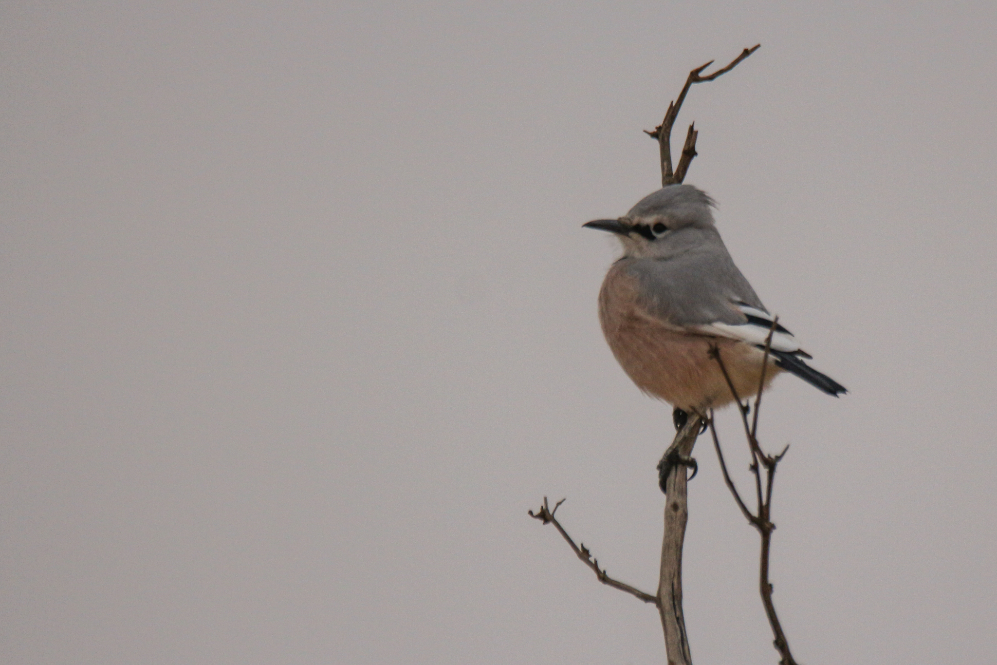 Turkestan Ground Jay (Podoces panderi), photo 9
