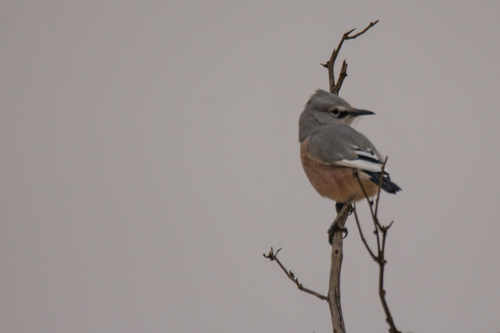 Turkestan Ground Jay (Podoces panderi), photo 9