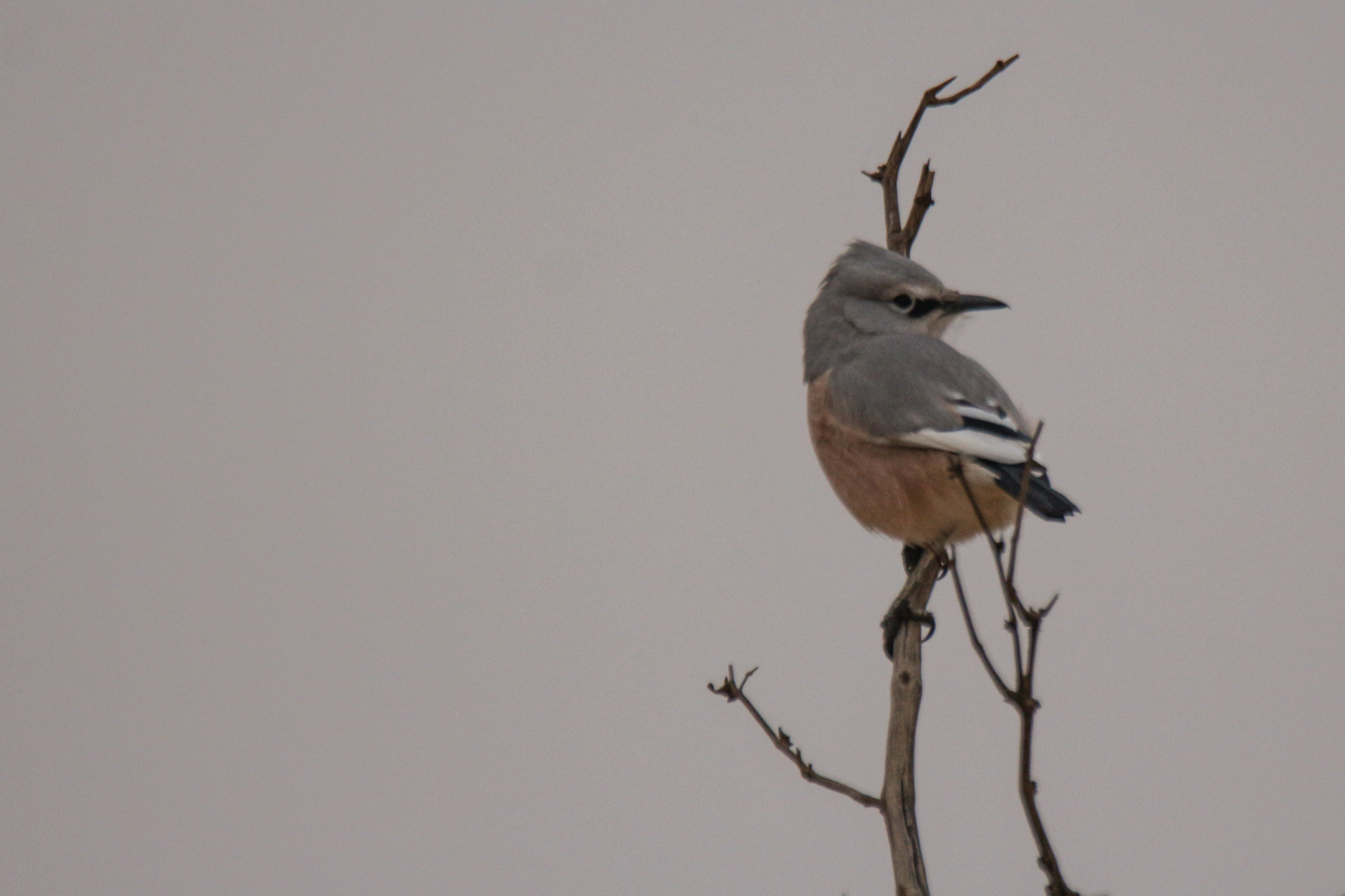 Turkestan Ground Jay (Podoces panderi), photo 10