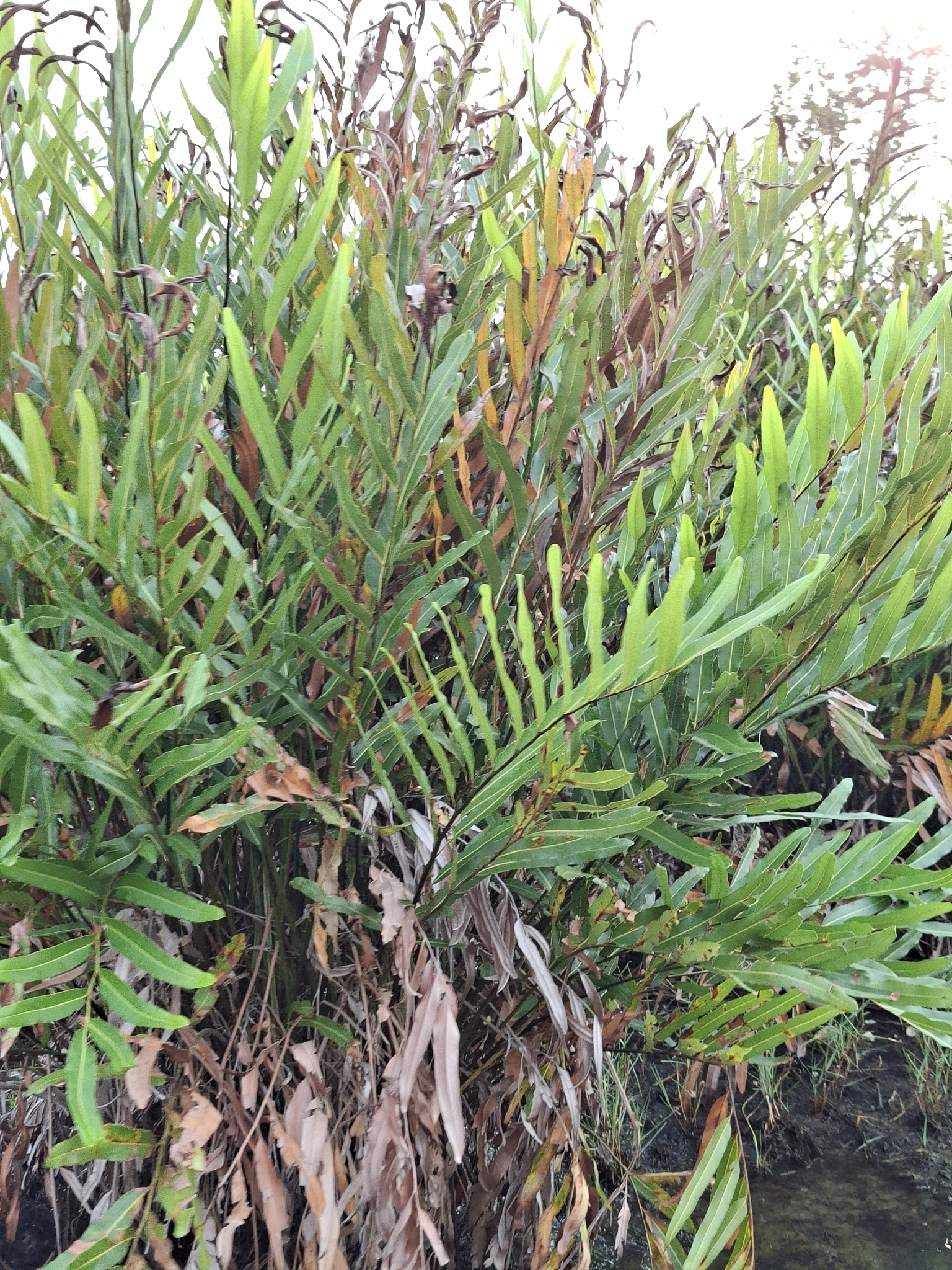 Imagem de samambaia-do-mangue