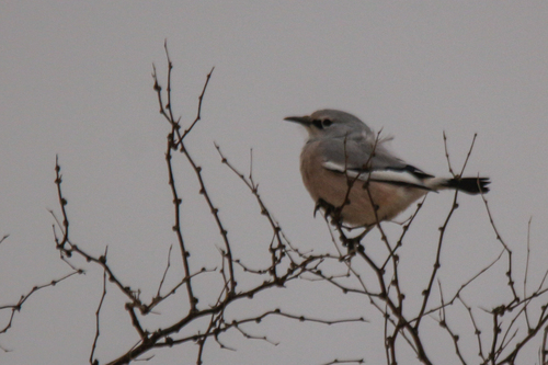 Turkestan Ground Jay (Podoces panderi)