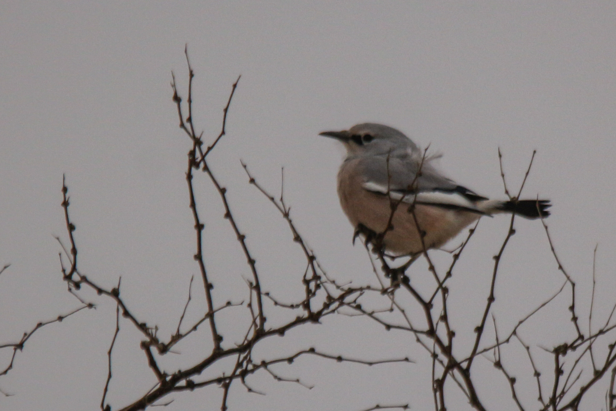 Turkestan Ground Jay (Podoces panderi), photo 1